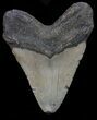 Megalodon Tooth - North Carolina #67315-2